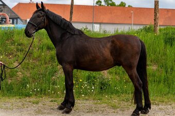 STAROKLADRUBSKÝ VRANÍK - 11