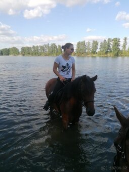 Pronájem pony kobylky 140cm - 11