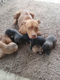 Amstaff - 11
