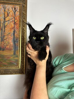 mainska mývalí s pp - 11