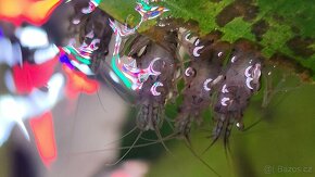 Kreveta Caridina Multidentata (Amano, Japonica) - 11