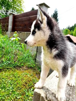 Sibirsky husky - 11