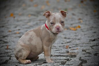 Štěňátka American Bully - 11
