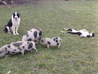 Středoasijský pastevecký pes - 11