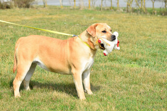 boerboel ballotada  - fena 11 měsíců - 11