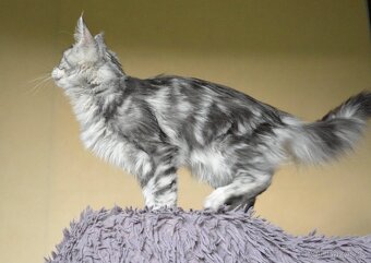 Krásná kočička MCO s PP - 11