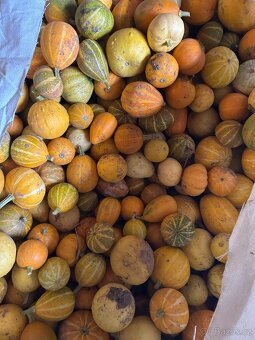 Okrasné dýně - 11