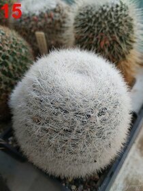 kaktusy mammillarie - 11