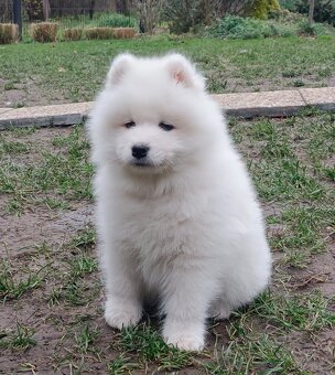 Štěňátka samojeda s PP - 11