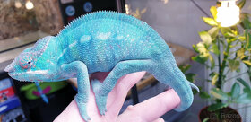 Chameleon Pardálí Nosy Be Blue - 11