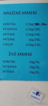 Čtverzubec trpasličí - 11