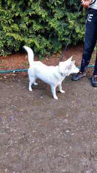 Spic shiba bilej - 11