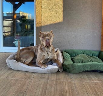 BANDOG, cane corso, doga, pitbull - 11