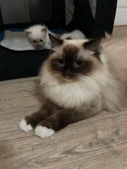 Ragdoll - 11