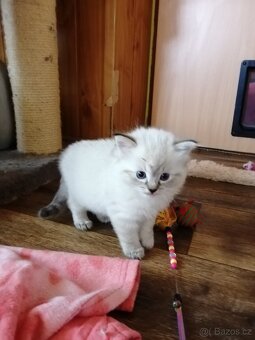 Ragdoll koťátka bez PP - 11