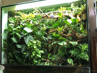 Terárium - 11