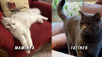 Koťata WHISKAS - 11