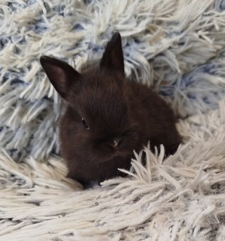 Zakrslý krátkouchý s VP - 11