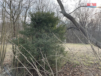 Prodej ovocného sadu, 1184 m², Nová Ves - 11