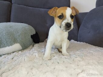 Jack Russell štěňátka - 11