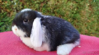 Zakrslý beránek, králíček, králík - ELIŠKA - 11