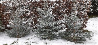 Vánoční stromky, stromečky, špičky a větve na výzdobu - 11