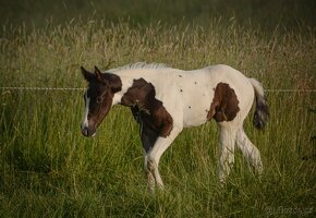 připouštění kvalitnimi plemeníky PAINT HORSE-HOMOZYGOT - 11
