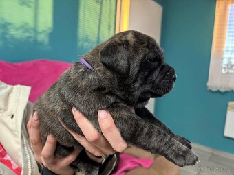 Stafordšírský bulteriér bez PP - 11