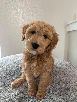 Goldendoodle F1 - 11