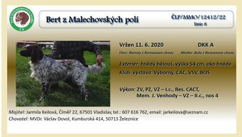 Malý Münsterlandský ohař s PP - 11