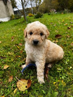 Goldendoodle šteniatka F2 - 11