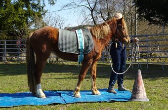 Prodám klisnu WPBr s PP, - 11