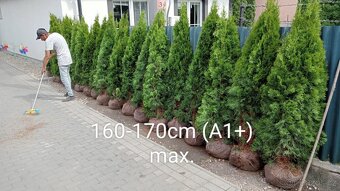 Tuja Smaragd, vavrínovec, červienka - Zlín - 11