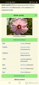 Ibišek syrsky-keř s napadnými květy. ♤ - 11