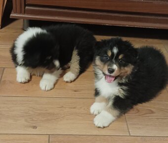 Australský ovčák s PP - 11