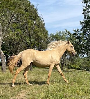 Lusitano klisna PSL v exkluzivní barvě palomino DUN - 11