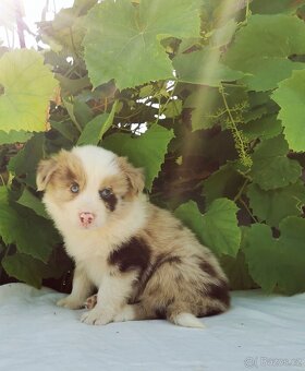 Border kolie  , Collie  , kolia - 11