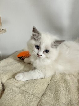 Ragdoll koťátka s PP - 11