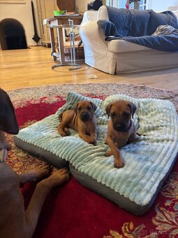 Rhodéský ridgeback s PP - 11