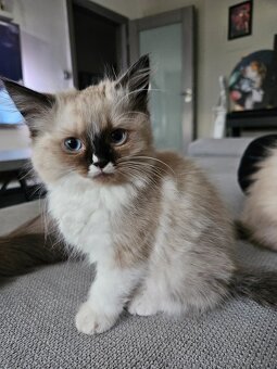 Ragdoll koťata - 11