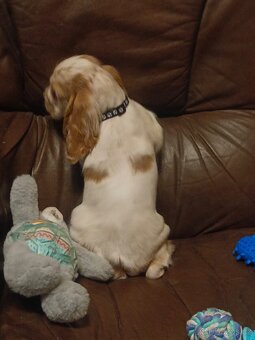 Anglický kokršpaněl barevný holky i kluci - 11