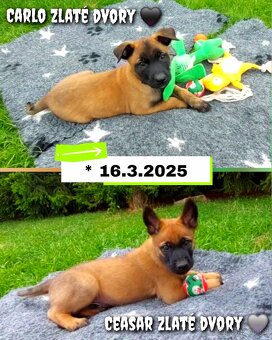 Belgický ovčák Malinois s PP - štěňata 8.týdnů - 11
