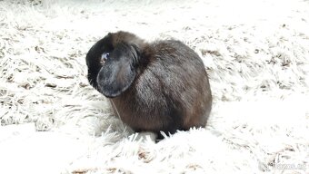 Zakrslý beránek, králíček, králík-LADY - 11