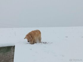 Možnost krytí. Zlatý retriever. - 11