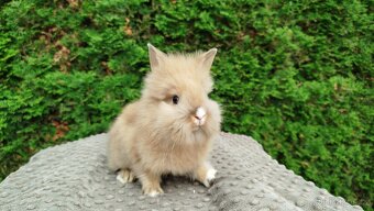 Zakrslý králík, králíček -(lvíček)-TESSIE - 11