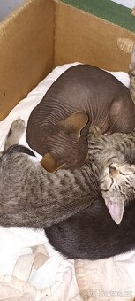 Po mamince kanadský sphynx, tatínek Evropan nabízíme kocourk - 11