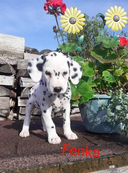Dalmatin - 11