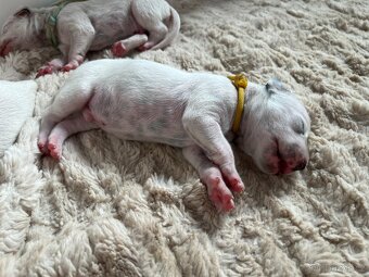 Dalmatin štěně s PP - 11