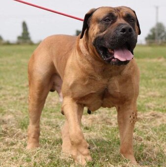 Boerboel - štěňátko pejsek - 11
