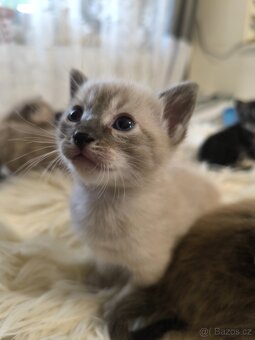 Bengálská kočka s Pp - 11